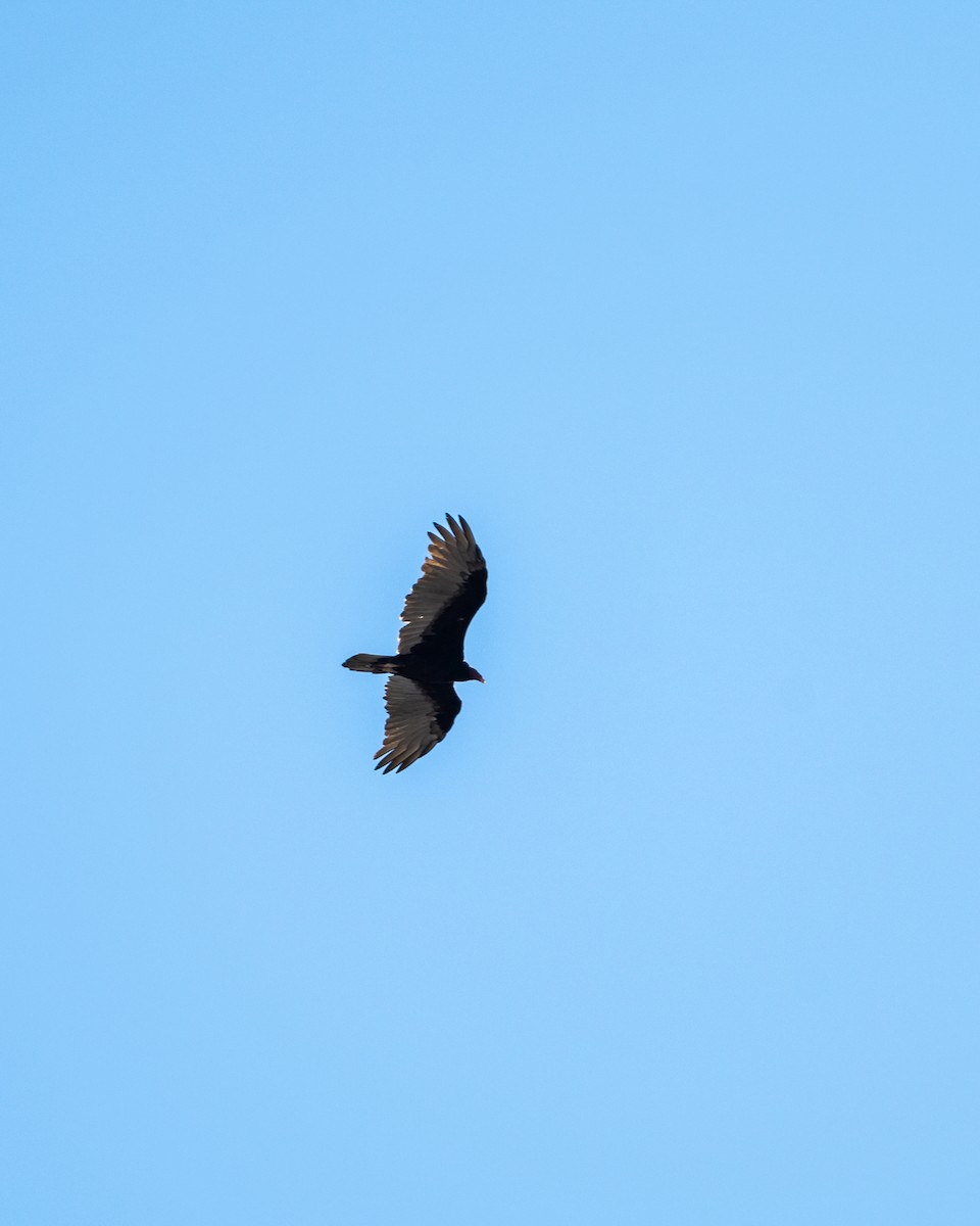 Turkey Vulture - ML642084357