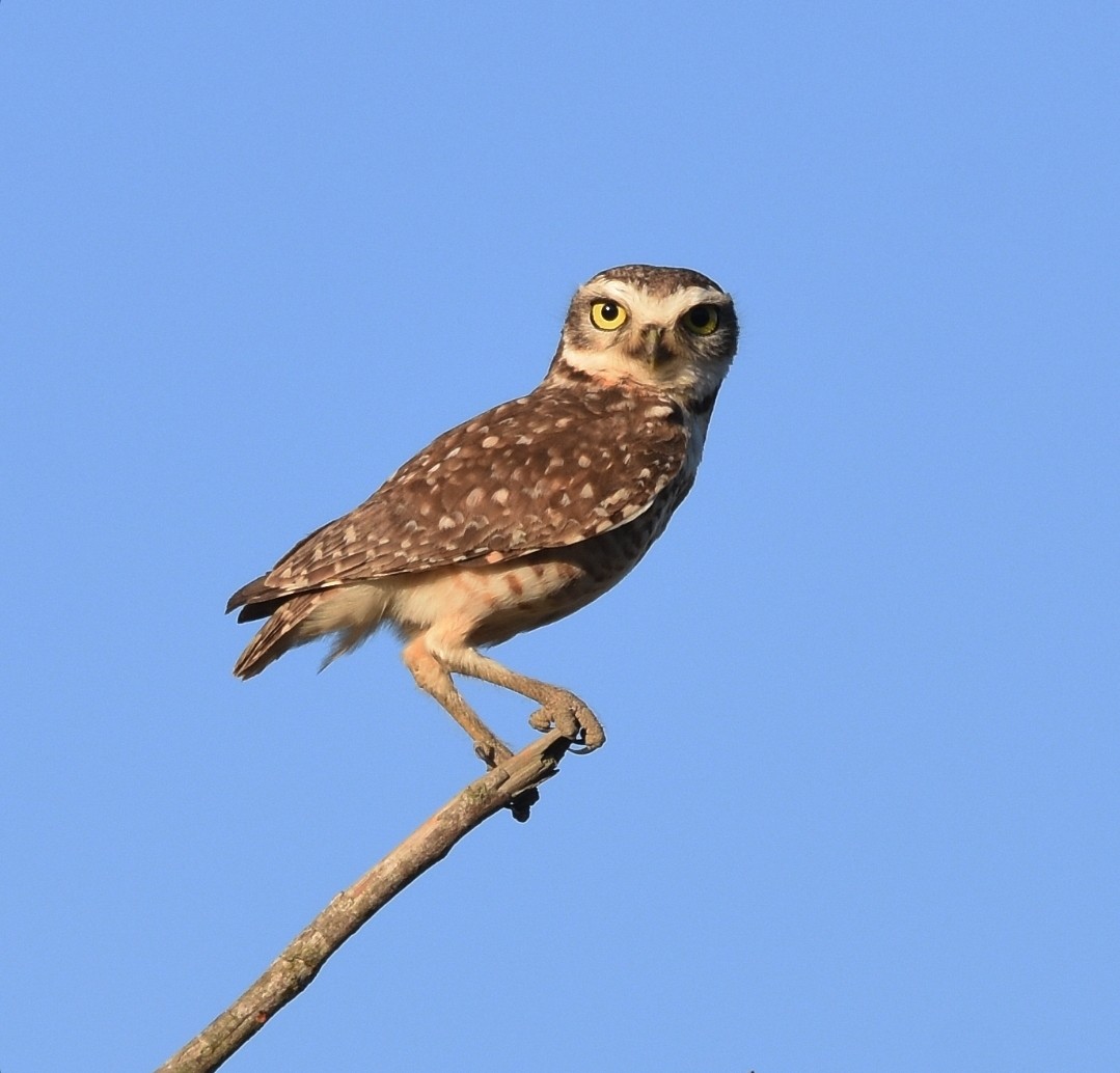 Burrowing Owl - ML642084360