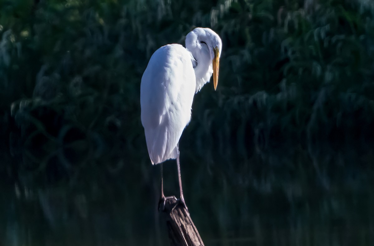 Great Egret (American) - ML642084362