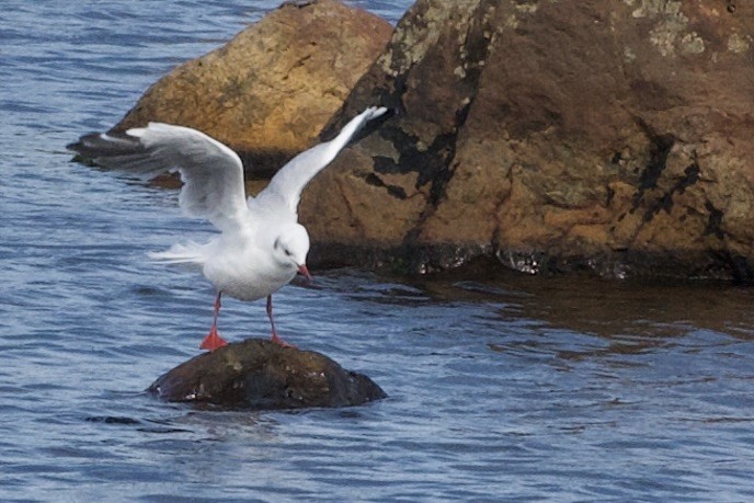 Black-headed Gull - ML642084364