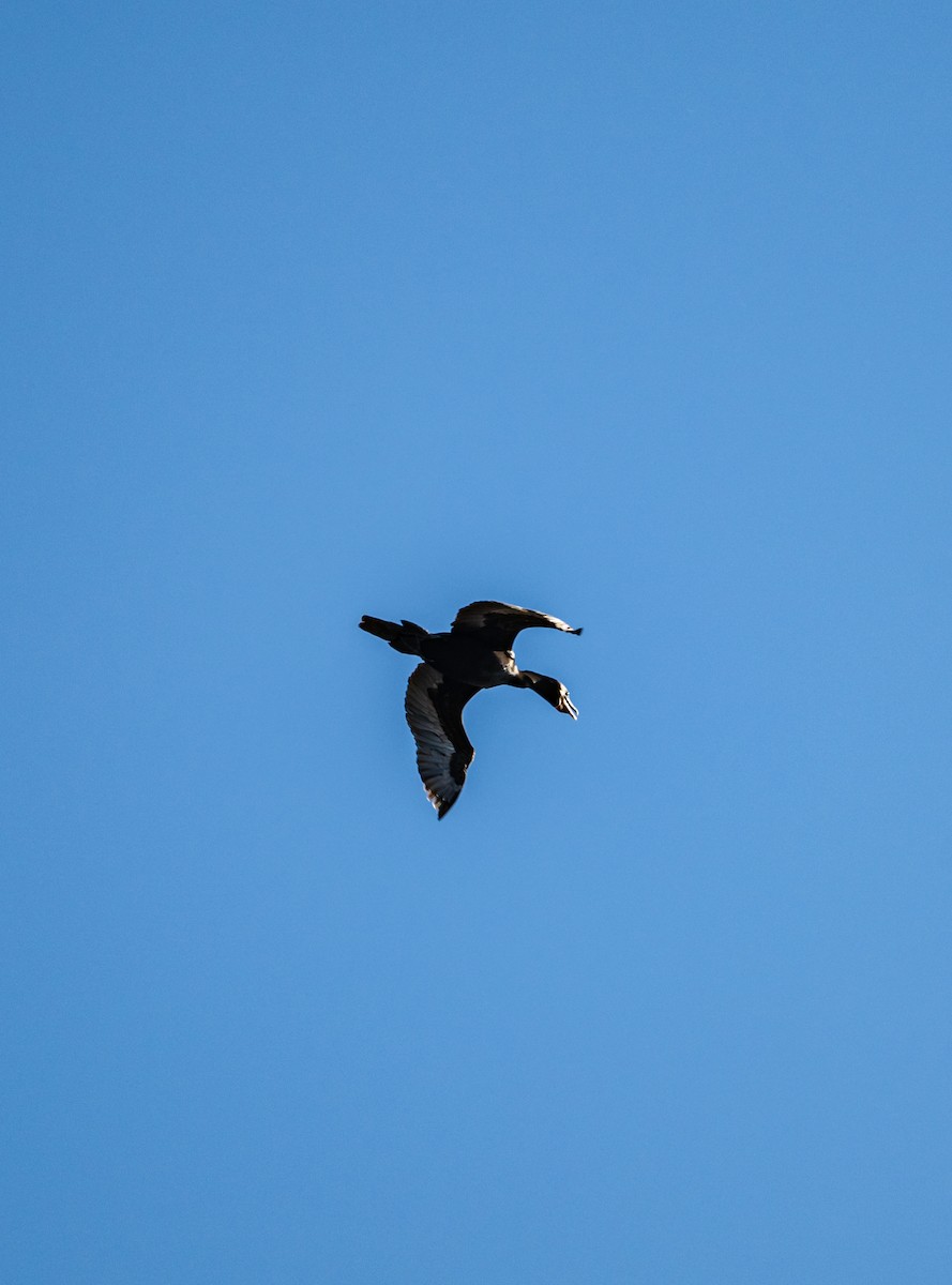 Neotropic Cormorant - ML642084365