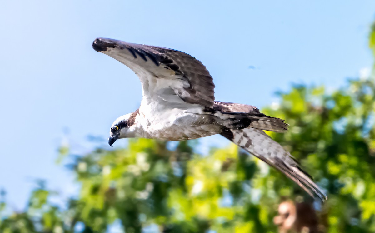 Osprey (American) - ML642084367