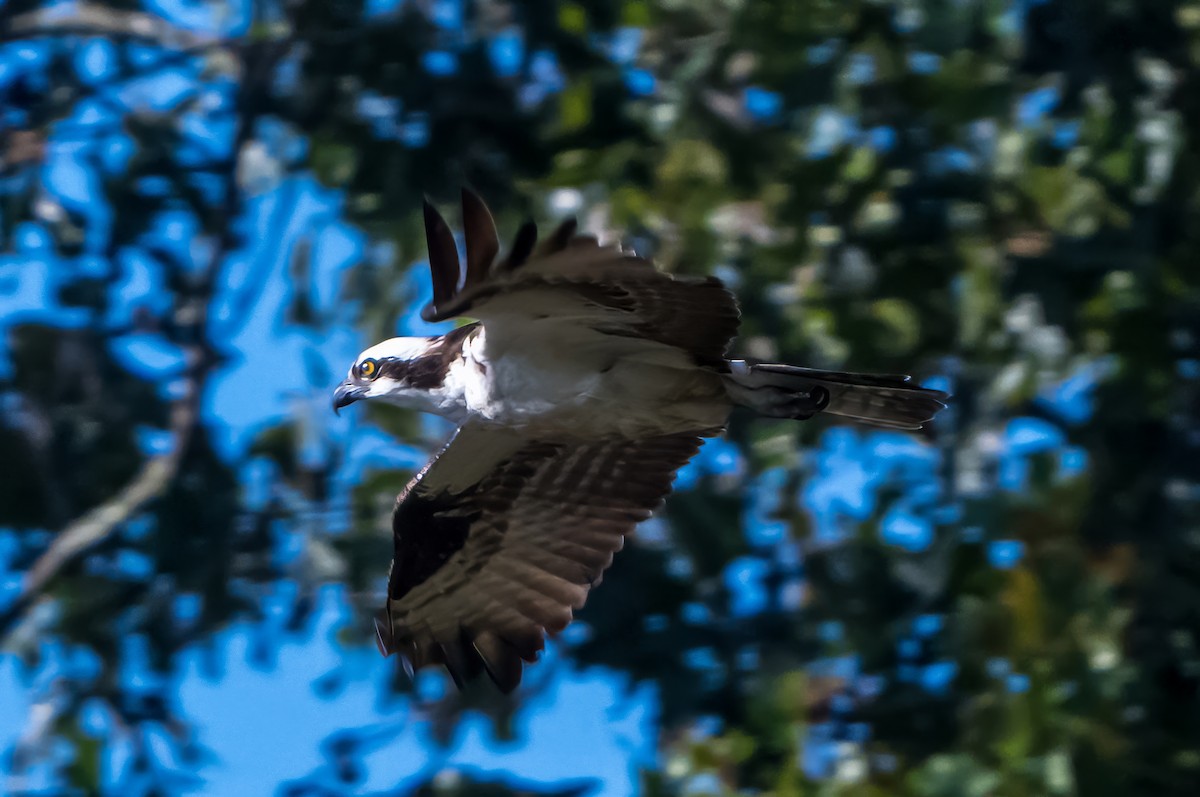 Osprey (American) - ML642084369