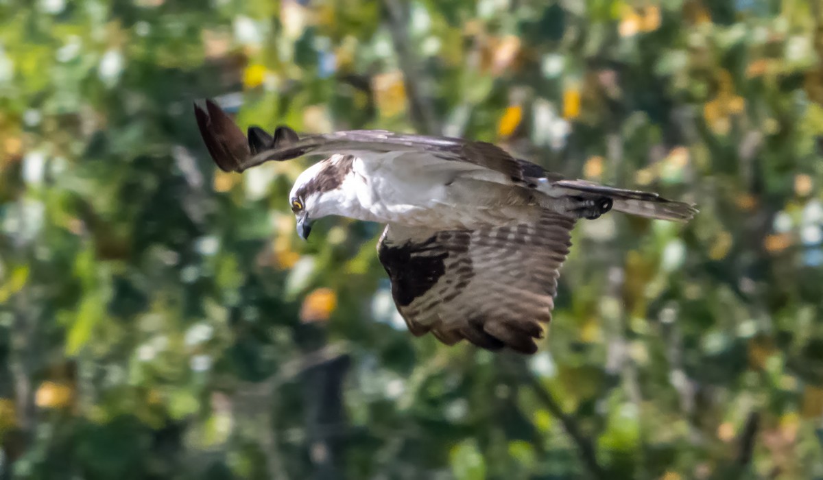 Osprey (American) - ML642084370