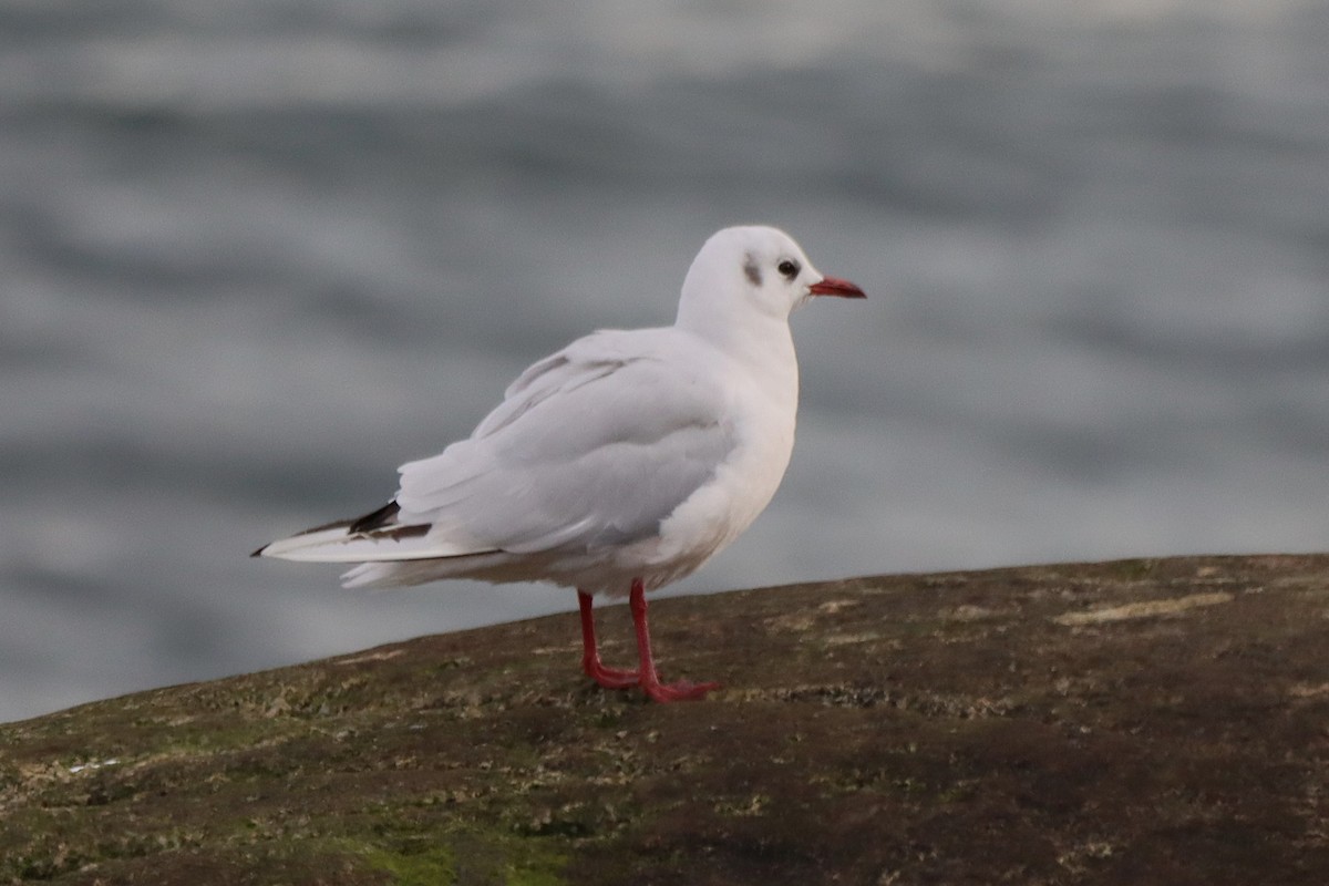 Black-headed Gull - ML642084372