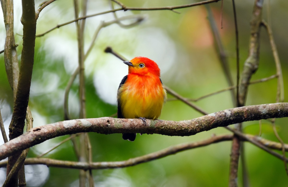 Band-tailed Manakin - ML642084376