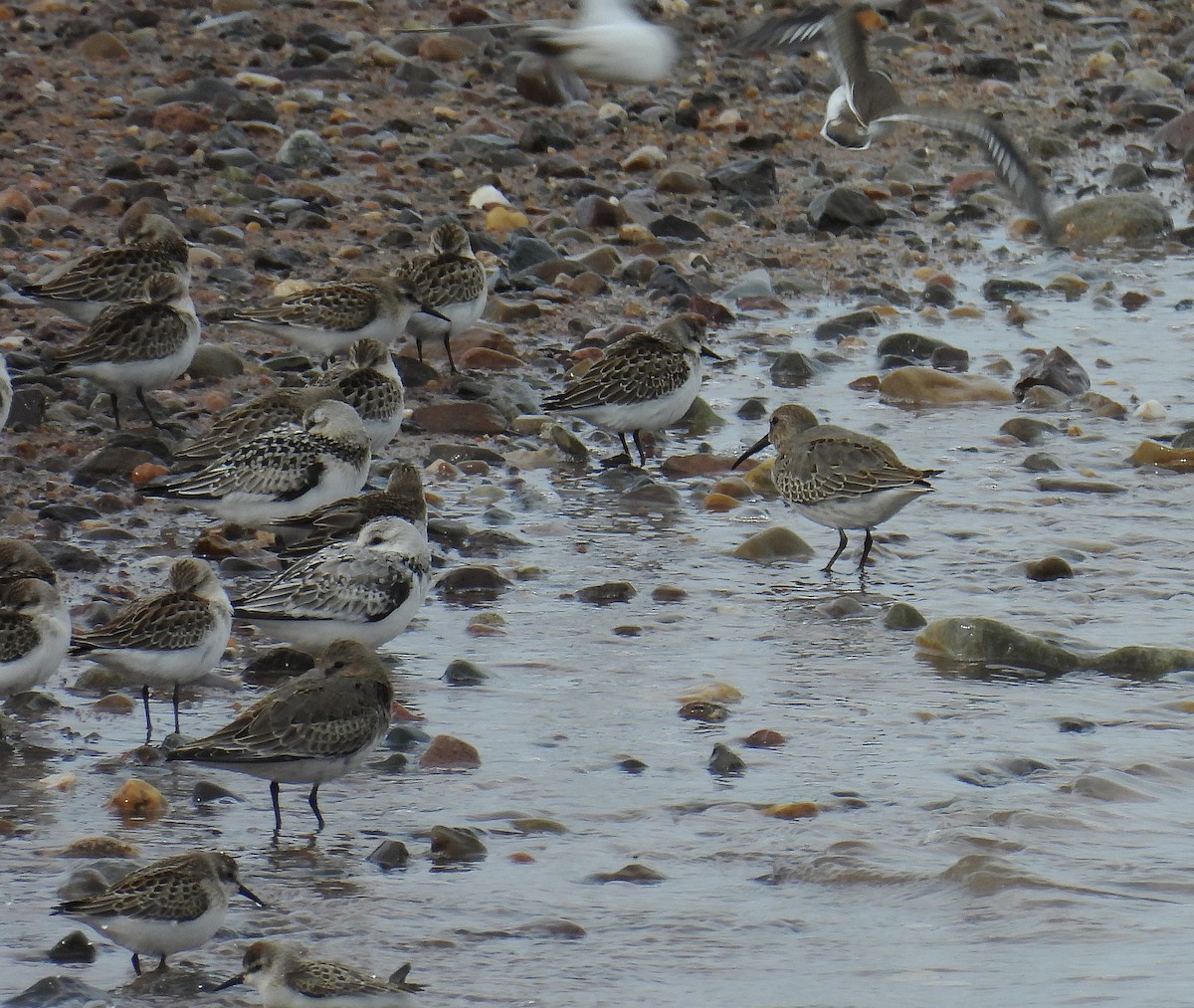 Dunlin - ML642084380