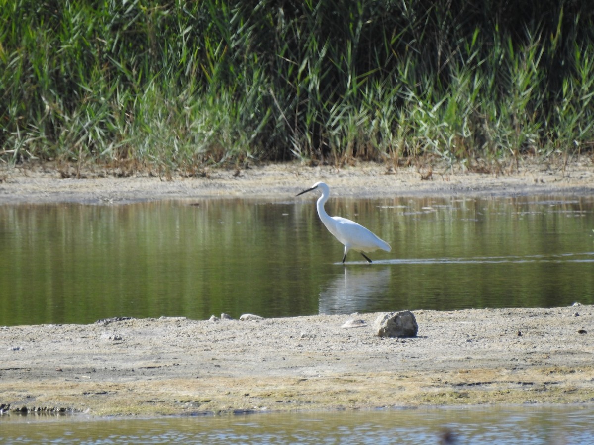 Little Egret - ML642084381