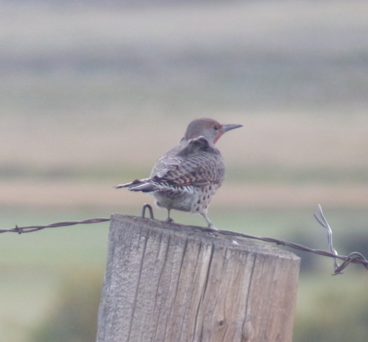 Northern Flicker - ML642084384