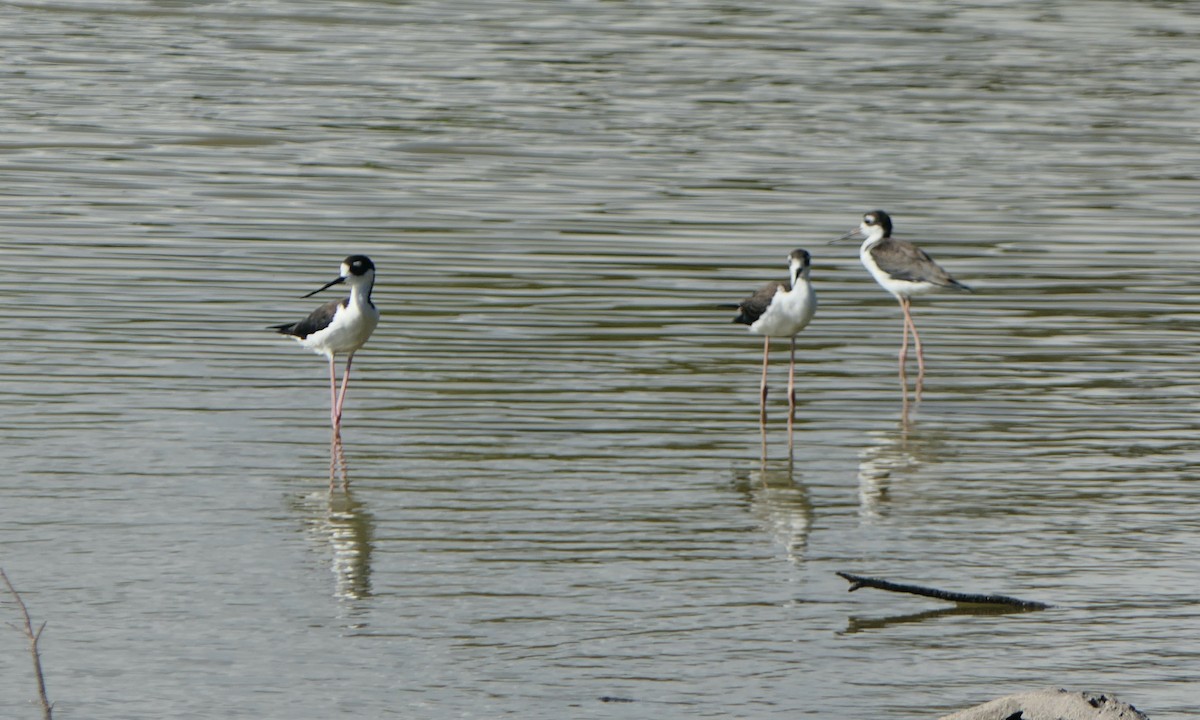 Black-necked Stilt - ML642084388