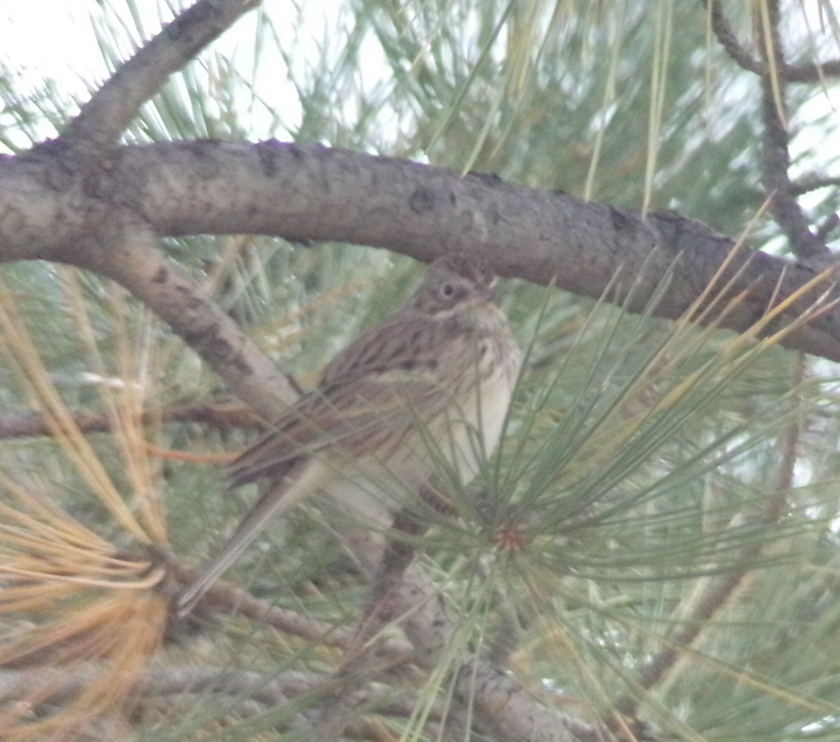 new world sparrow sp. - ML642084407