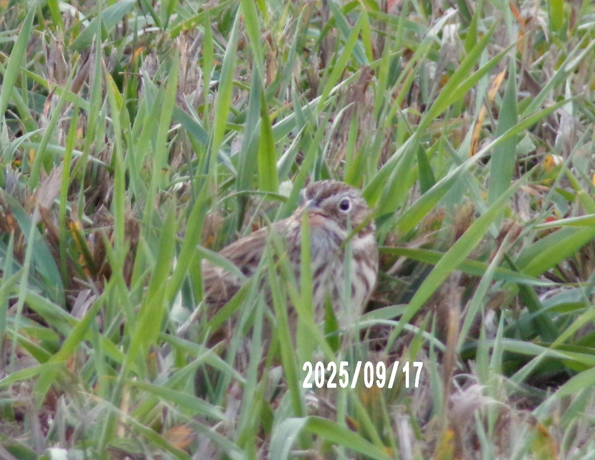 new world sparrow sp. - ML642084423