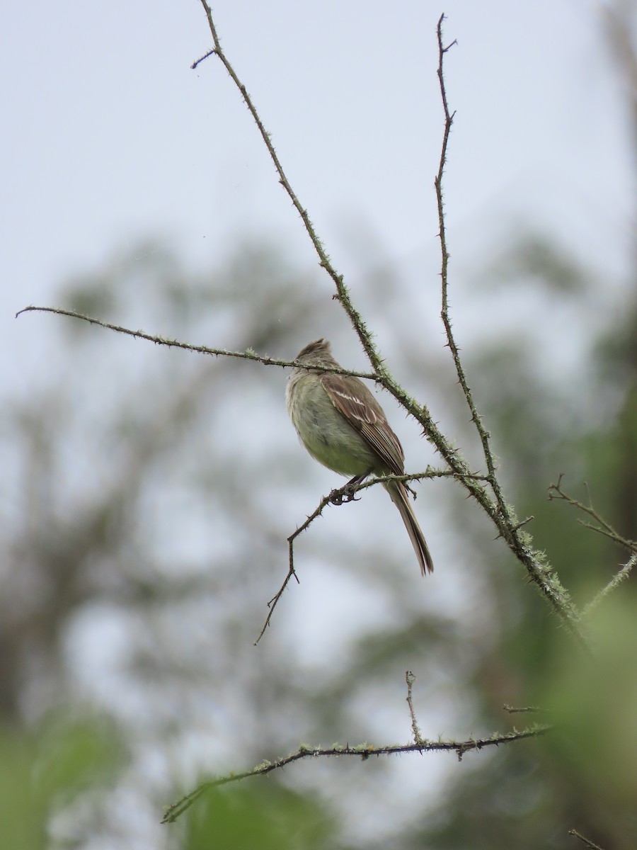 Yellow-bellied Elaenia - ML642084445