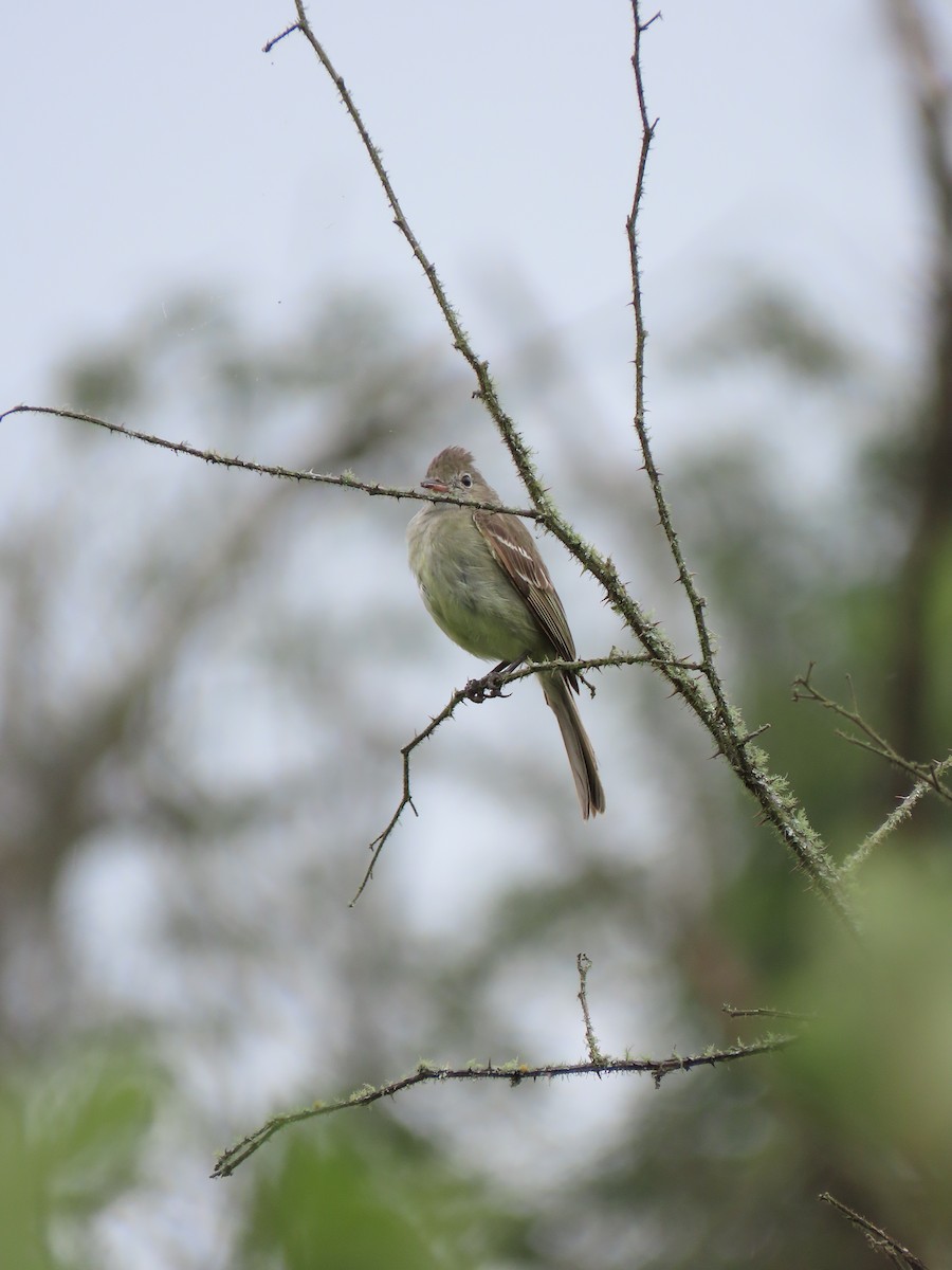 Yellow-bellied Elaenia - ML642084446