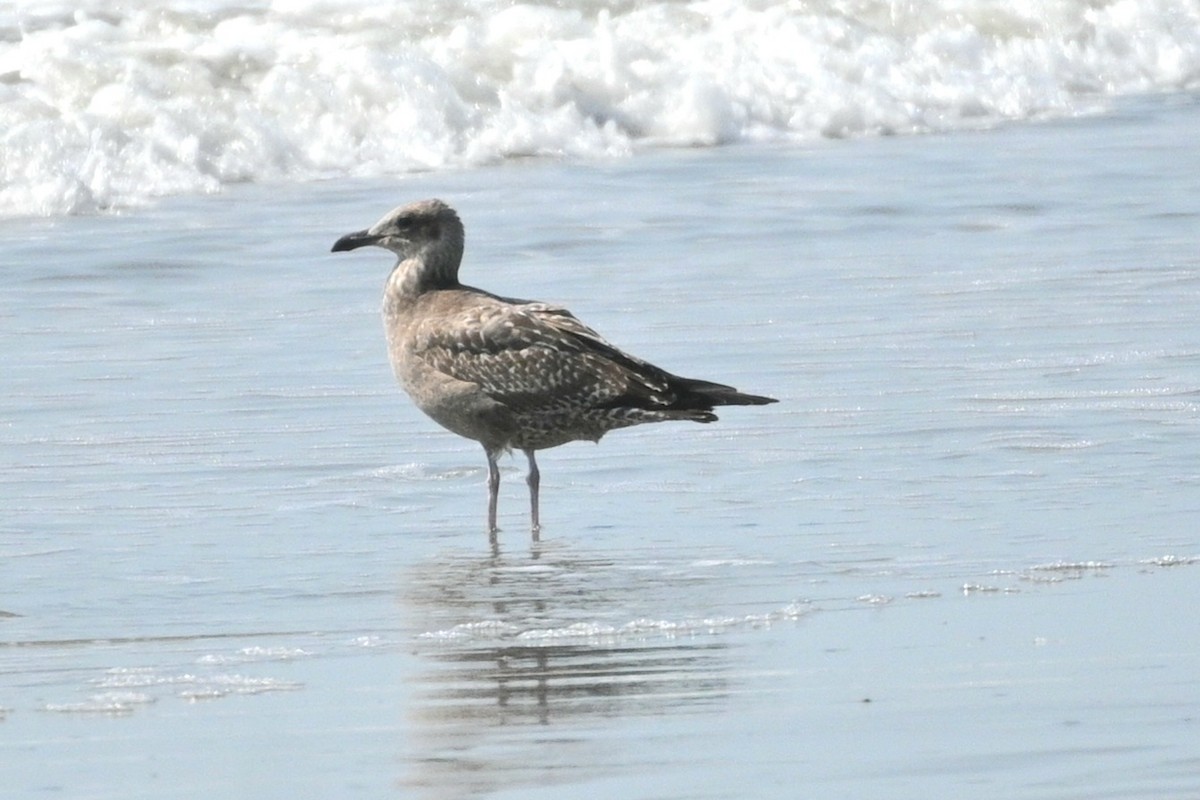 American Herring Gull - ML642084448