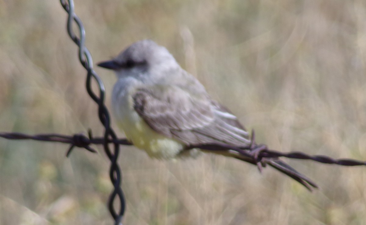 Western Kingbird - ML642084458