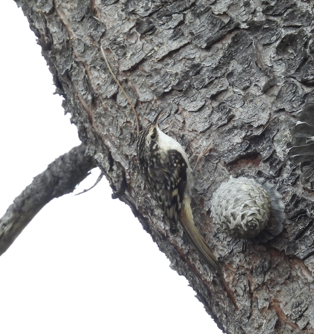 Brown Creeper - ML642084459
