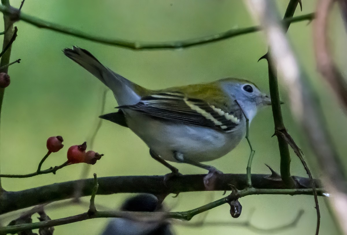 Chestnut-sided Warbler - ML642084462