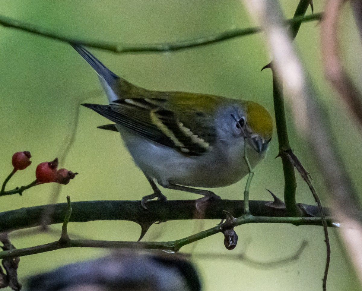 Chestnut-sided Warbler - ML642084463