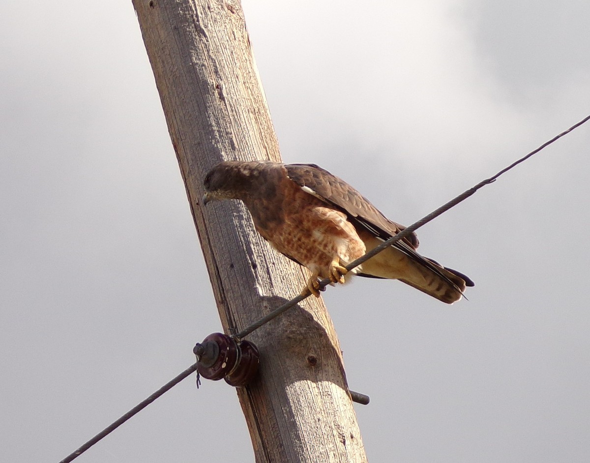 Red-tailed Hawk - ML642084464