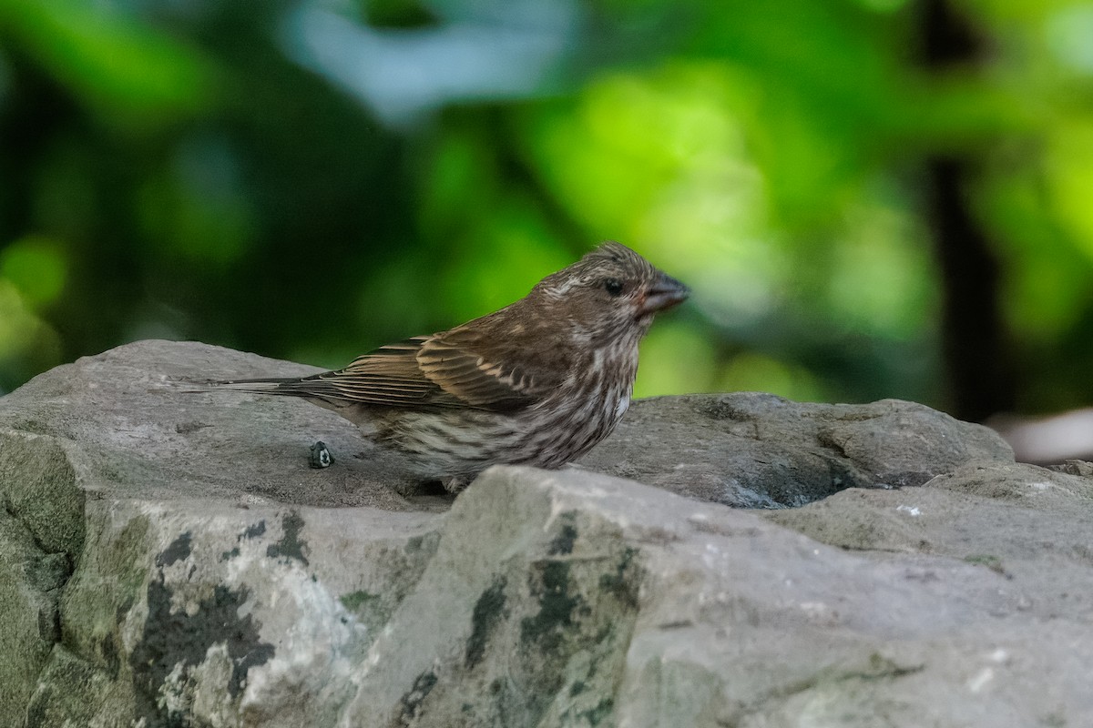 Purple Finch - ML642084465