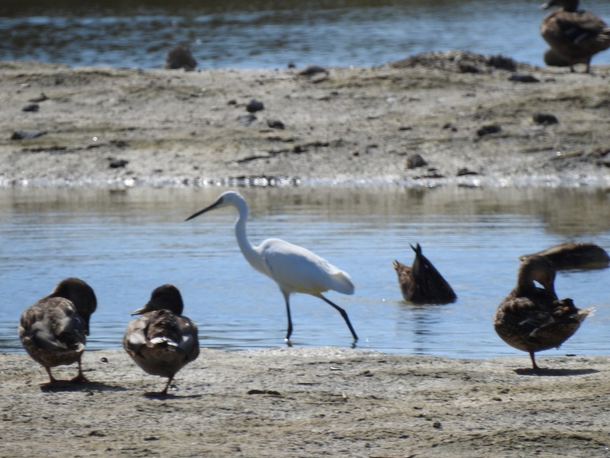 Little Egret - ML642084466