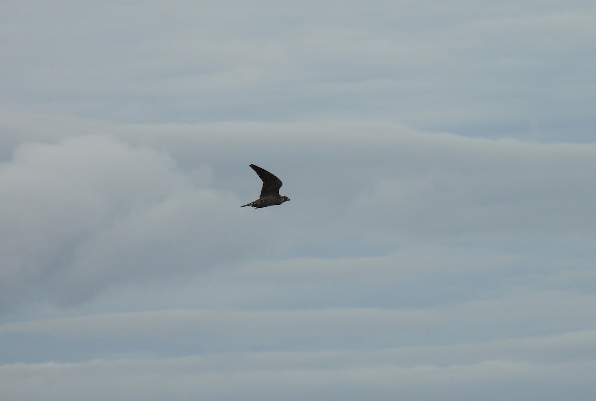 Peregrine Falcon - ML642084468