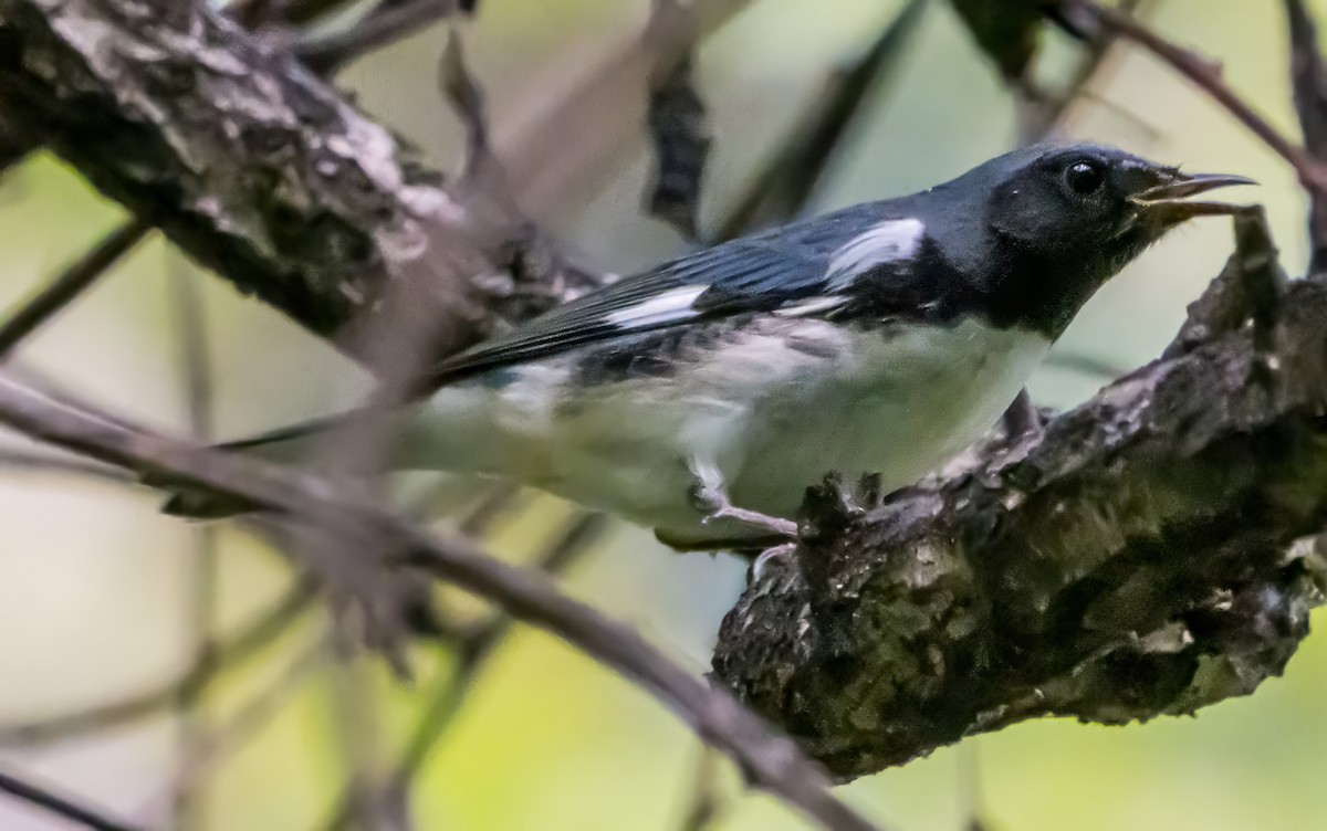 Black-throated Blue Warbler - ML642084469