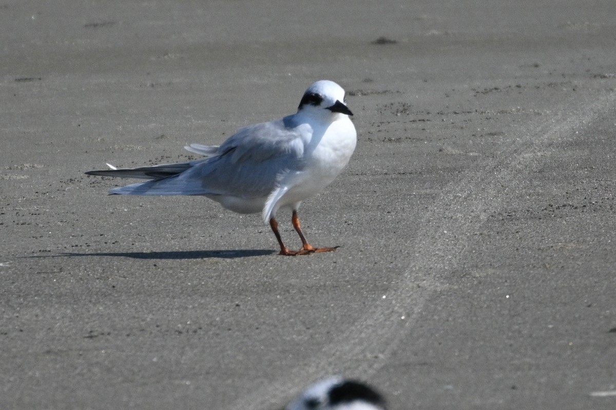 Forster's Tern - ML642084471