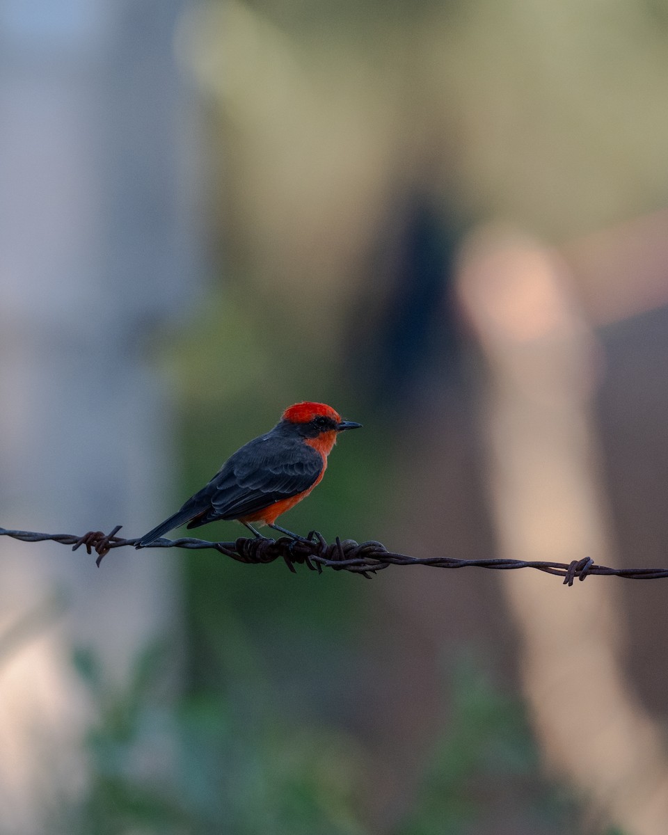 Vermilion Flycatcher - ML642084475
