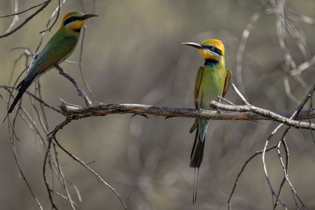 Rainbow Bee-eater - ML642084478