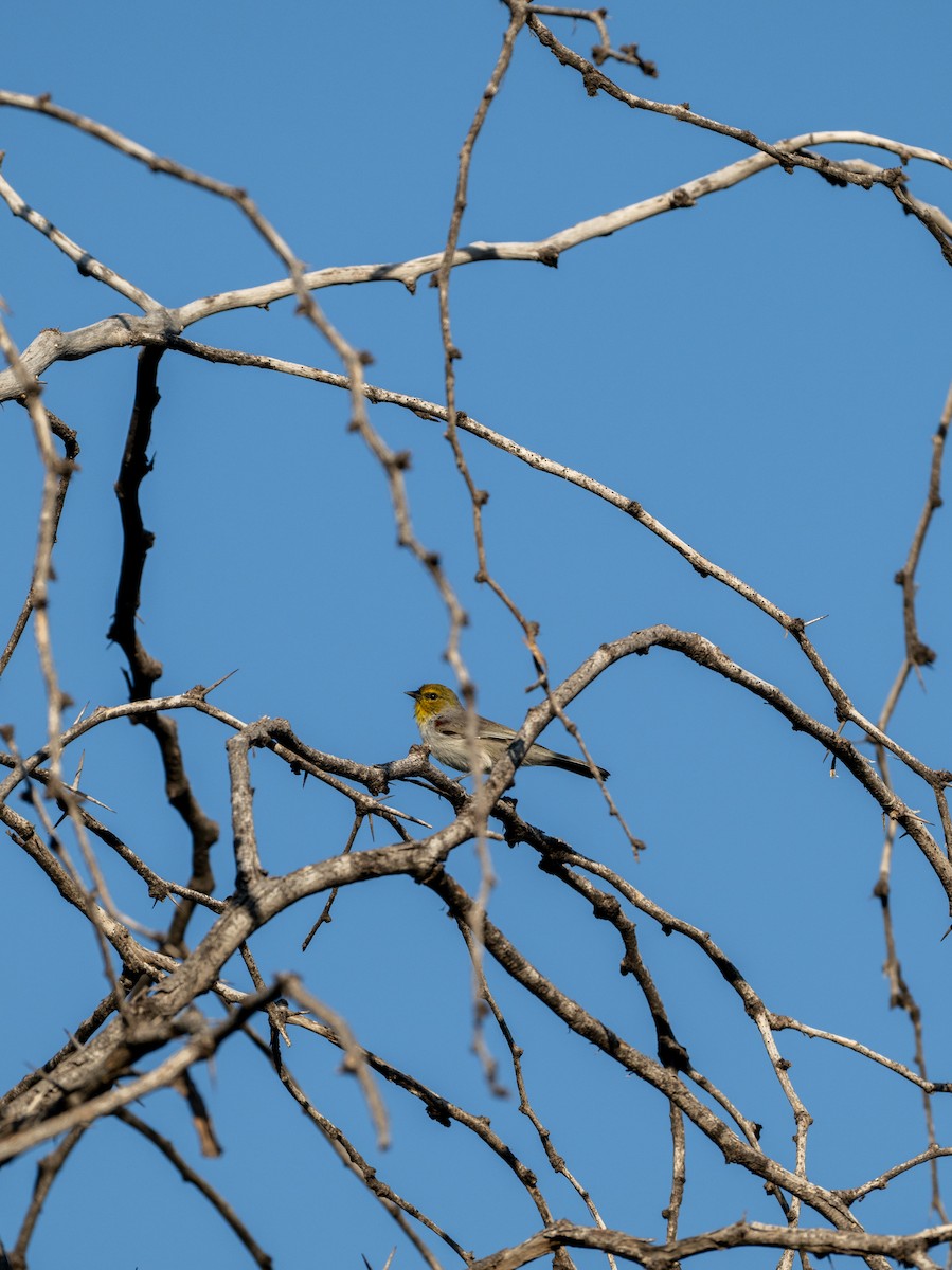 Verdin - ML642084481