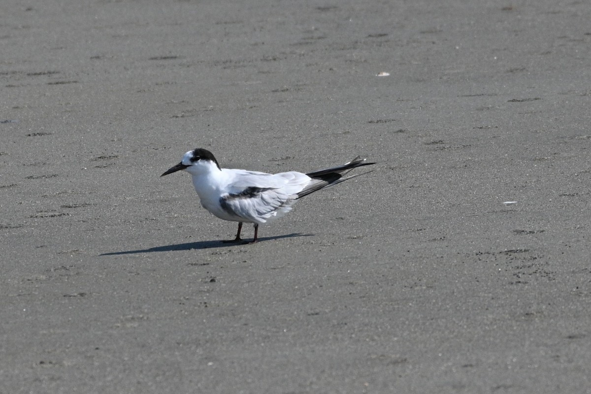 Sandwich Tern - ML642084483
