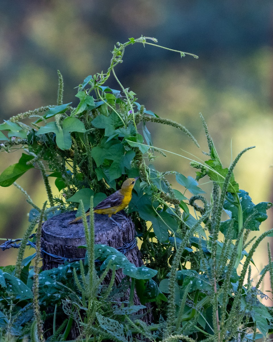 Hooded Oriole - ML642084485