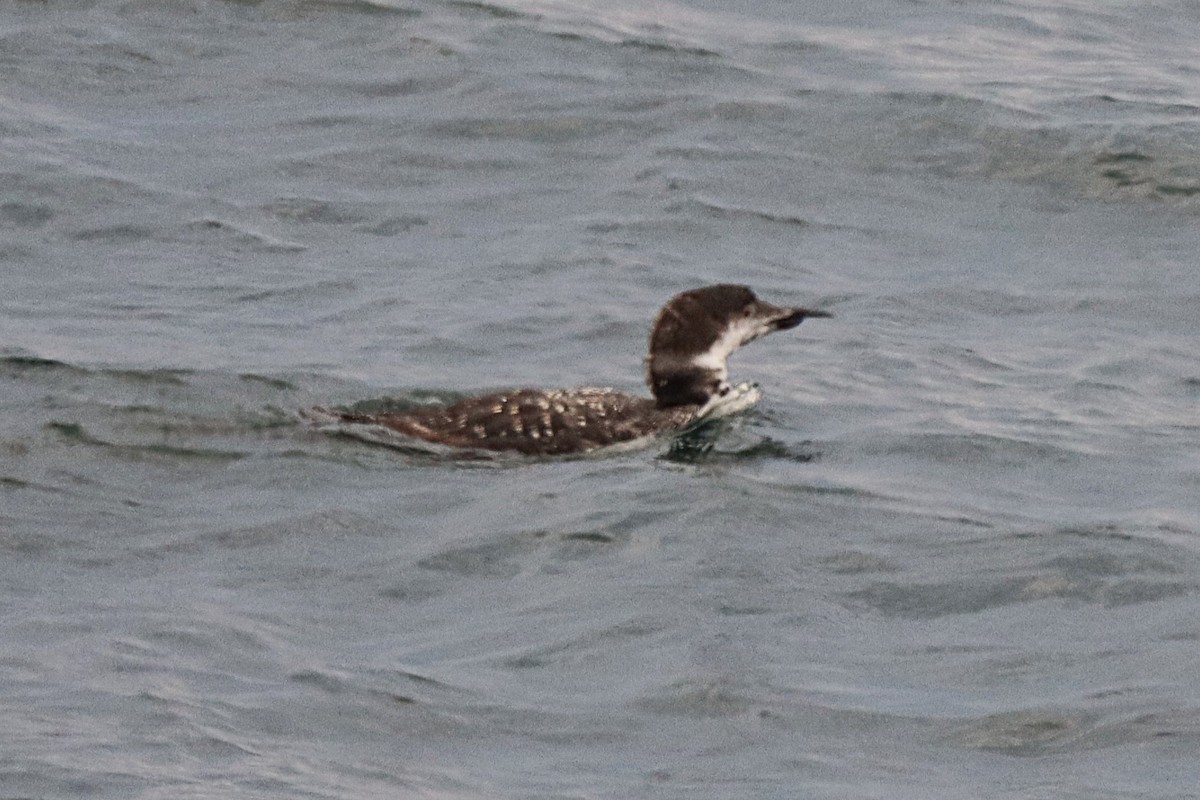 Common Loon - ML642084486