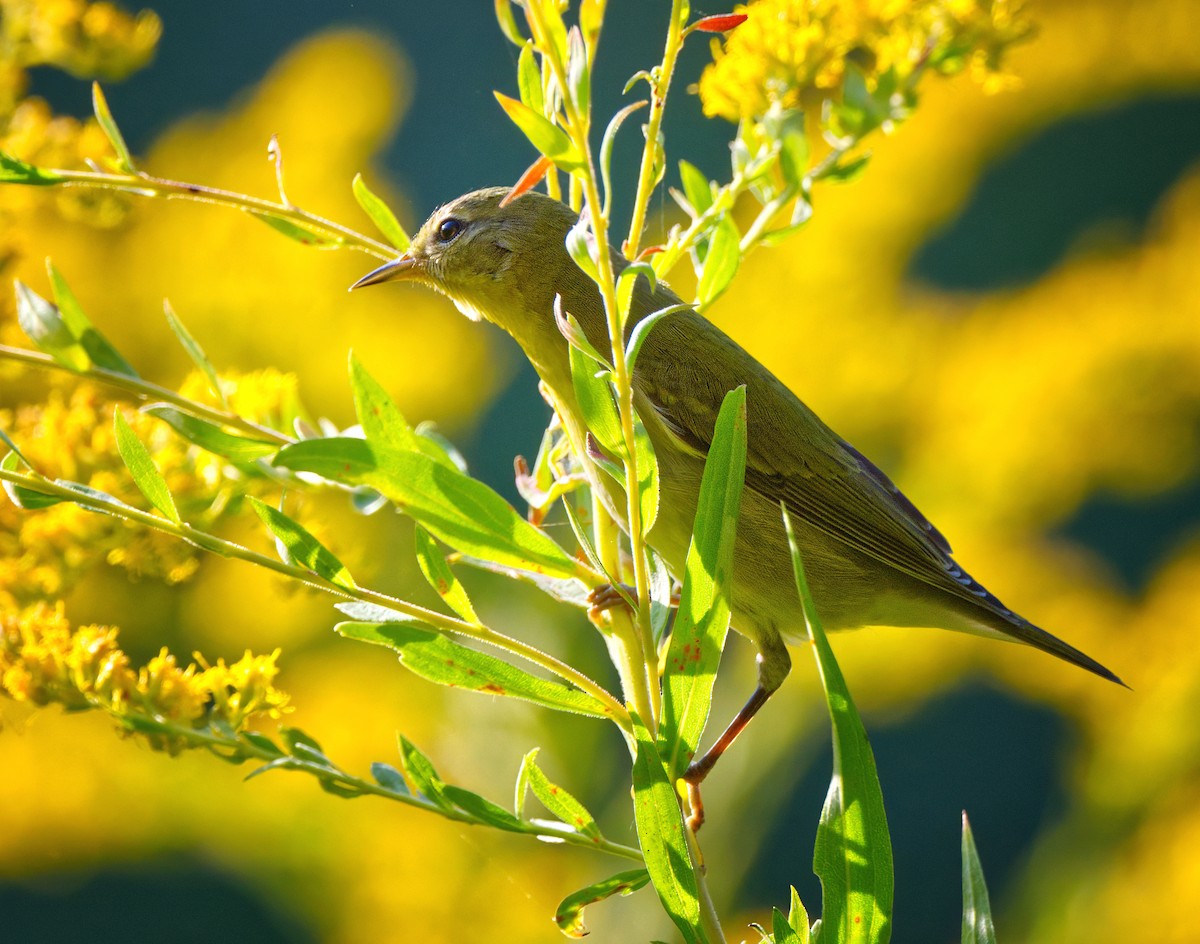 Blackpoll Warbler - ML642084496