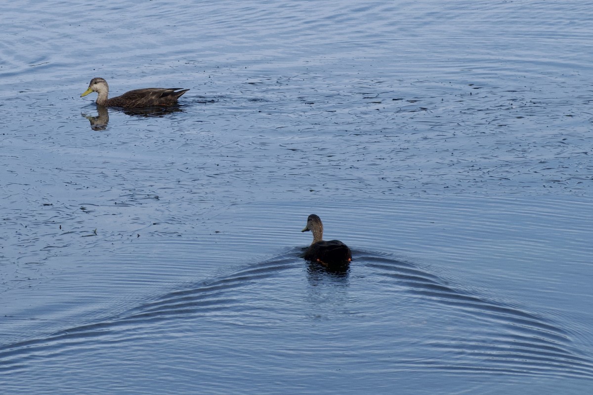 American Black Duck - ML642084497