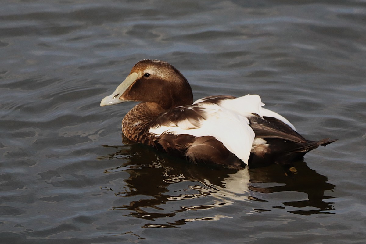 Common Eider - ML642084499