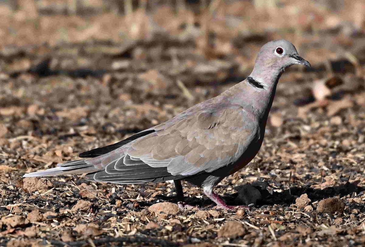 Eurasian Collared-Dove - ML642084502