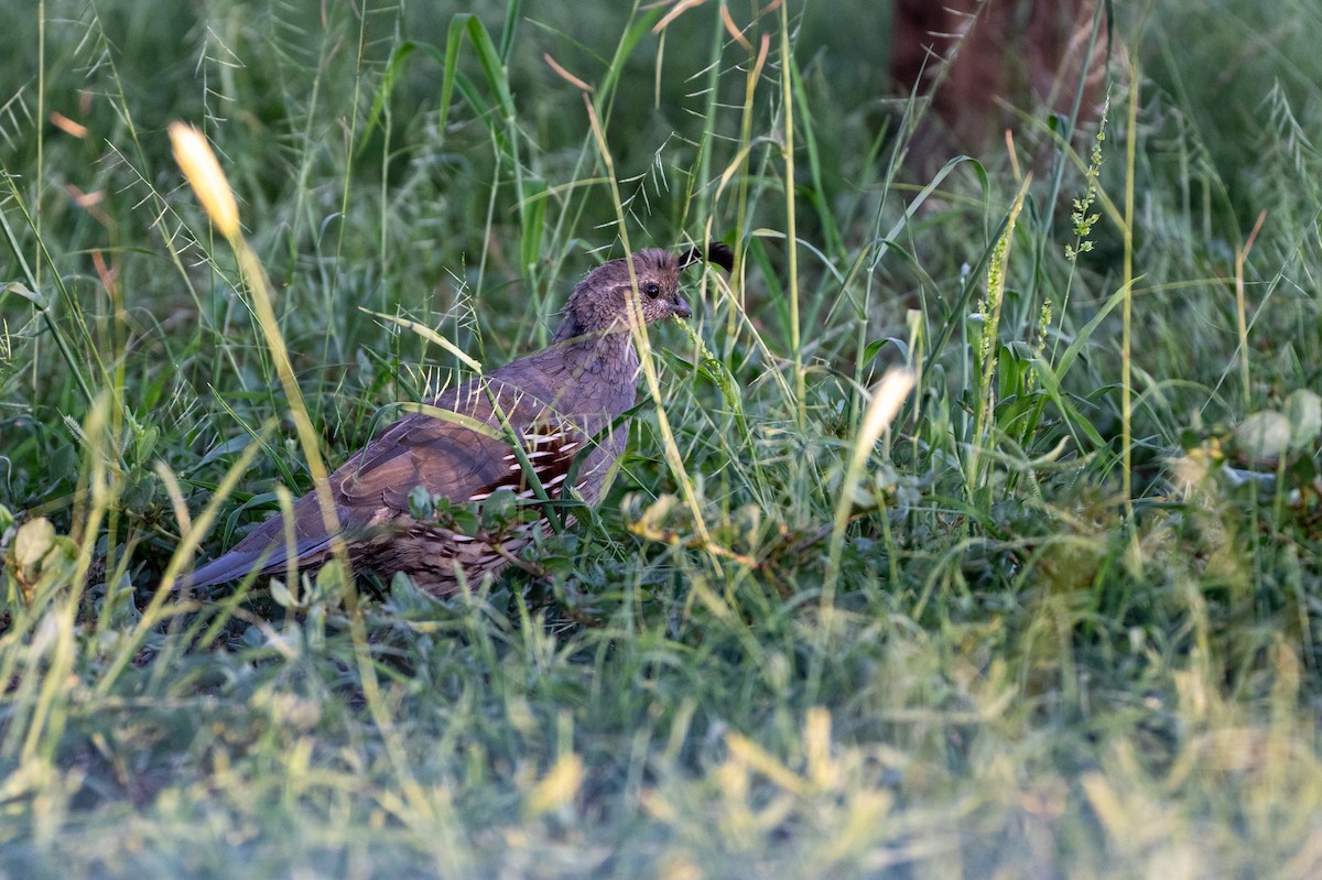 Gambel's Quail - ML642084508