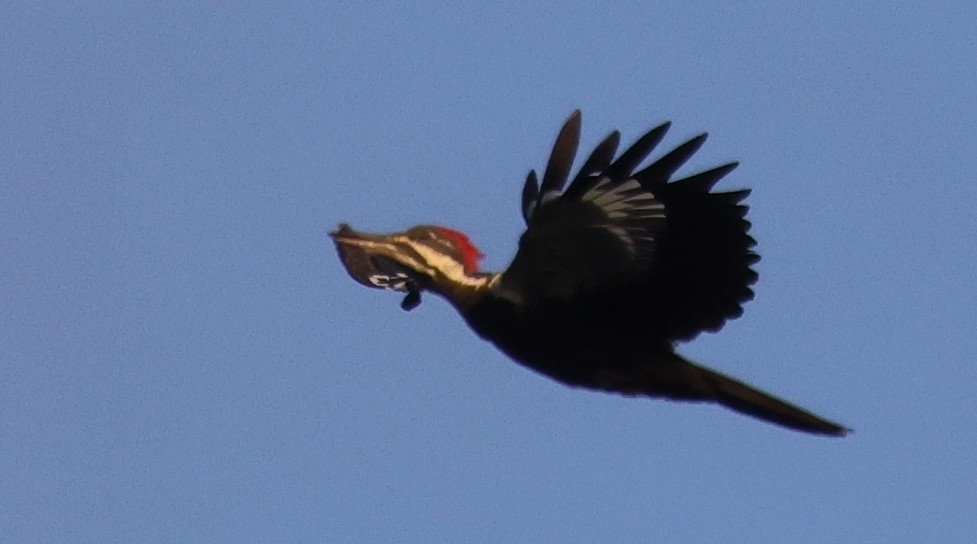 Pileated Woodpecker - ML642084509