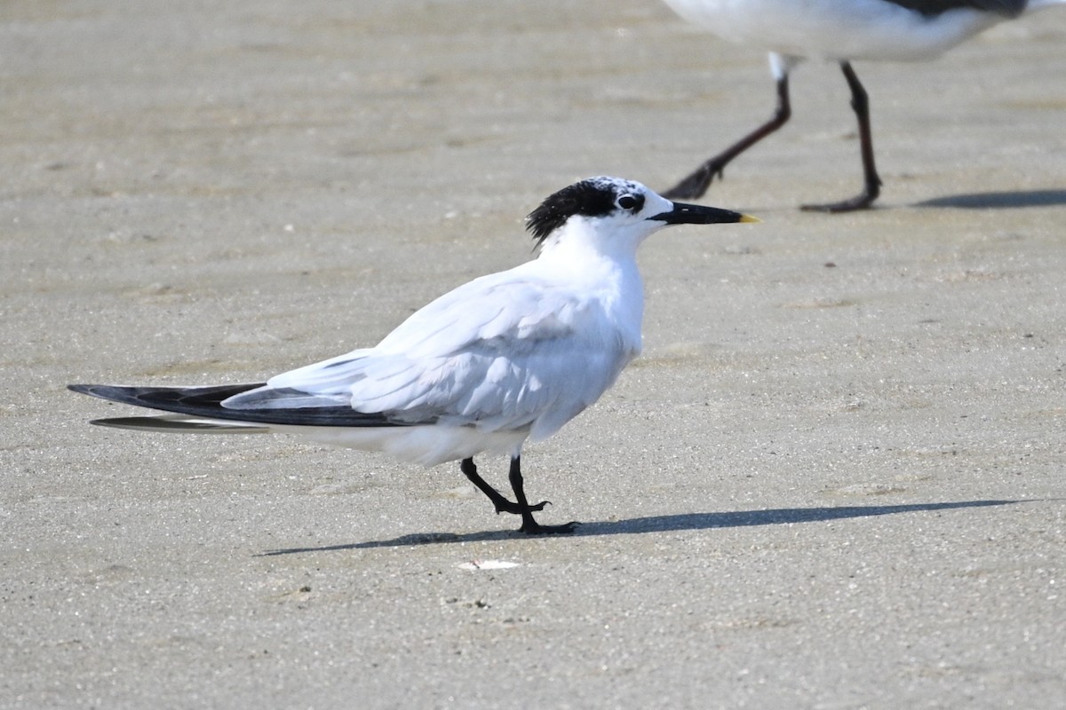 Sandwich Tern - ML642084510