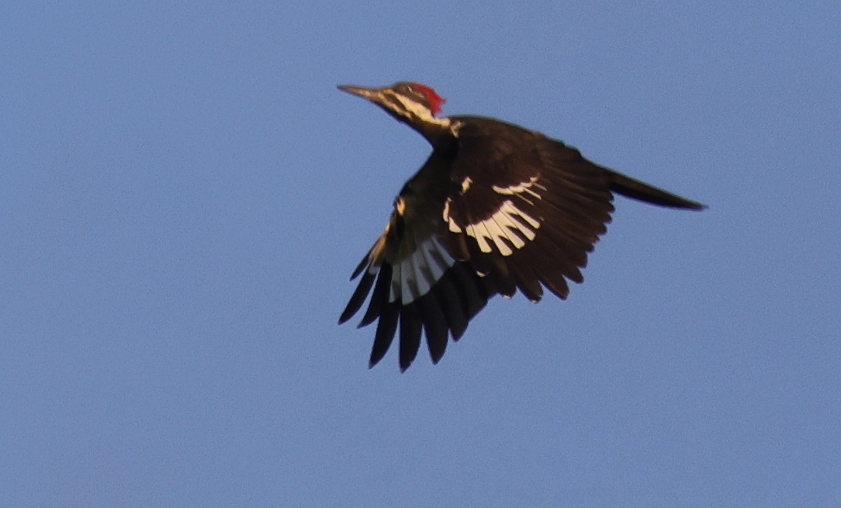 Pileated Woodpecker - ML642084514