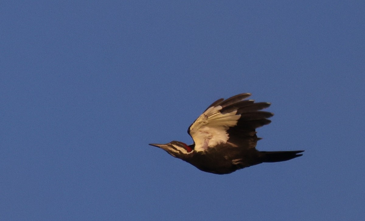 Pileated Woodpecker - ML642084525