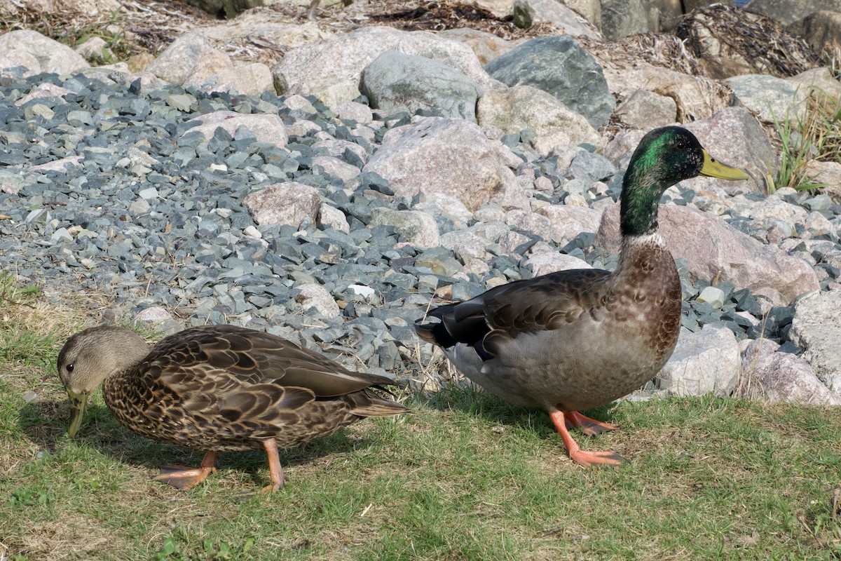 Mallard - ML642084528