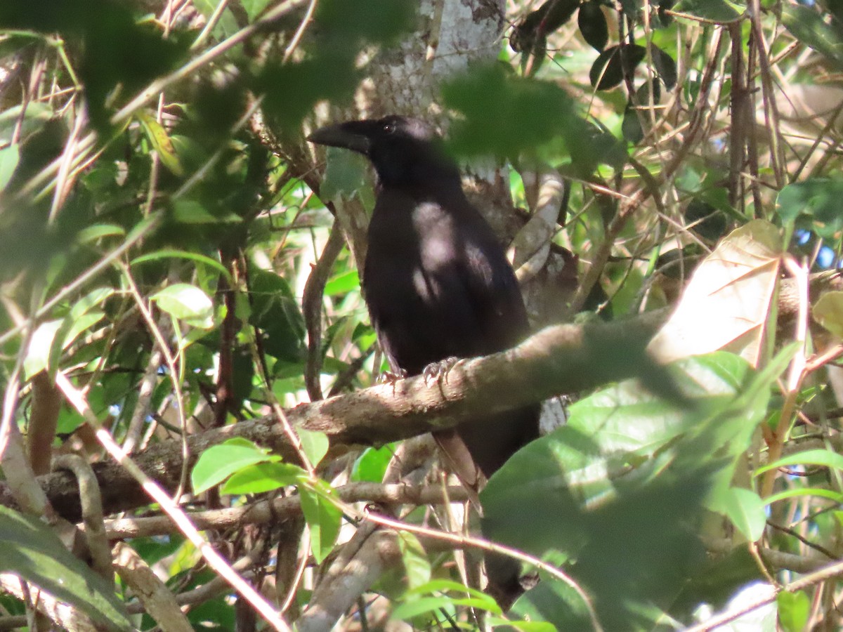 Flores Crow - ML642084553