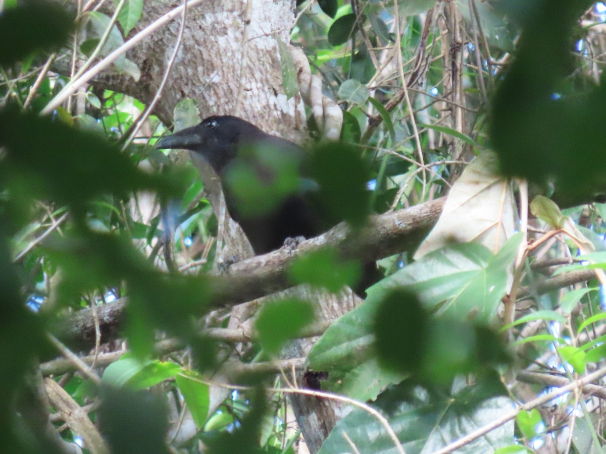 Flores Crow - ML642084554