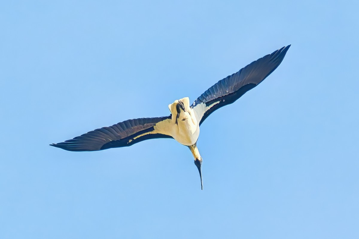 Straw-necked Ibis - ML642084556