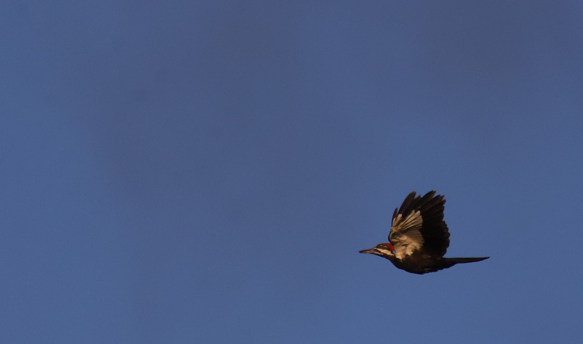 Pileated Woodpecker - ML642084557