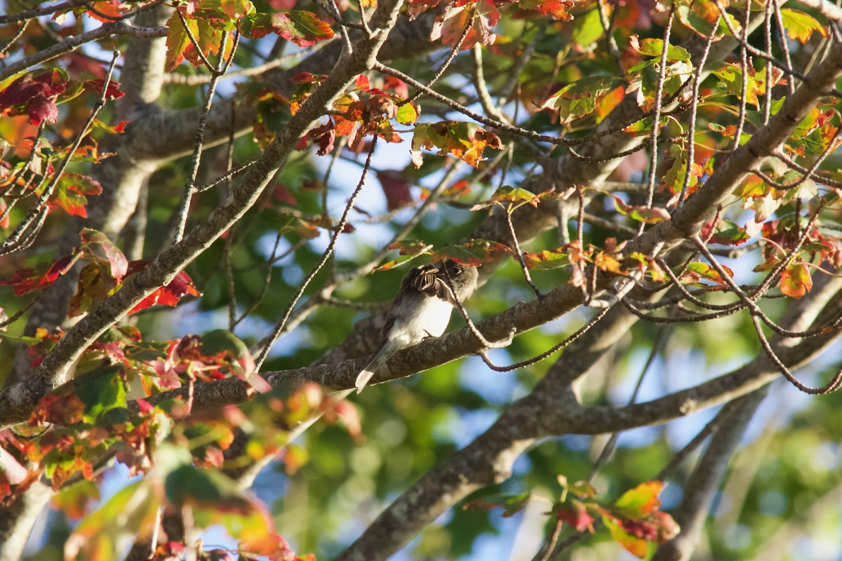 Least Flycatcher - ML642084558